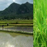 Paddy Crops, Paddy Crop