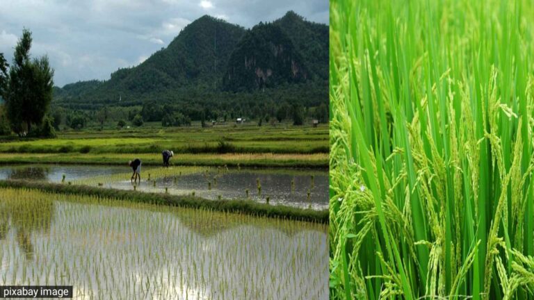 Paddy Crops, Paddy Crop